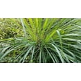 thumbnail image 2 of Cymbopogon Nardus Citronella Grass  10 Live Plants  Perfect for Outdoor Gardens and Patio Decor, Easy-to-Grow Aromatic Plant, 2 of 9
