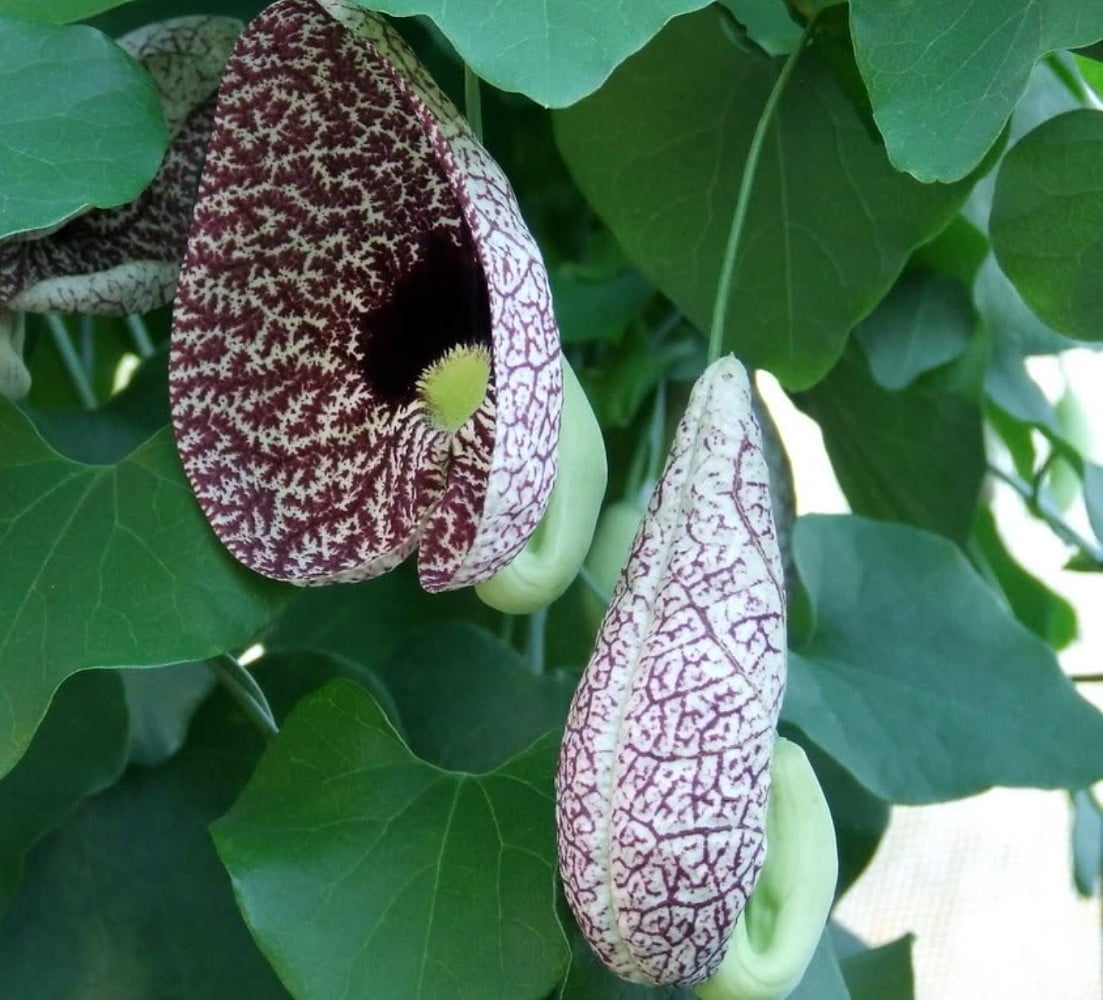 Hardy Dutchman's Pipe Vine 