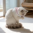 thumbnail image 3 of TIELUTT Adjustable Soft Cat Collar Support Cat Collar for Small To Medium Puppies Accessories for Dog Grooming Dog Accessories Small Dogs Car Dog Accessories Greyhound Accessories Accessories for Larg, 3 of 7