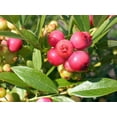 thumbnail image 2 of Pink Lemonade Blueberry Bush - Hot Pink Fruit - 2.5" Pot - No Shipping to Washington State or Oregon, 2 of 4