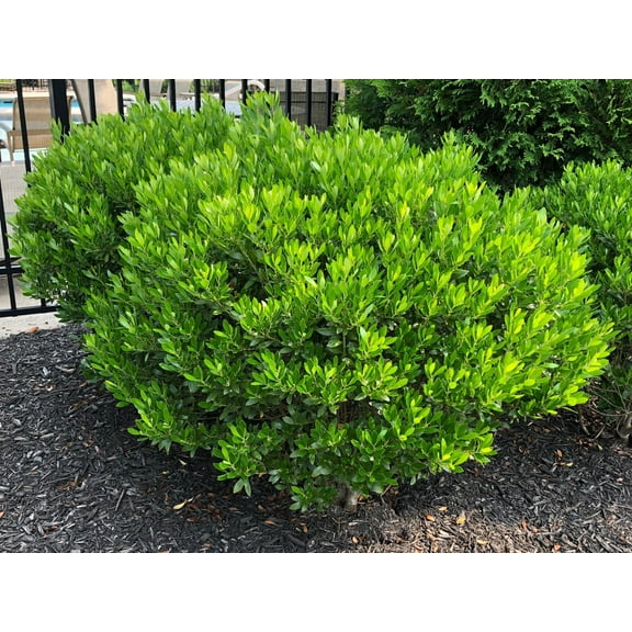 Shamrock Inkberry Holly-Mini Evergreen-Compact and Dense Shrub  4" Pot (Pack of 4)