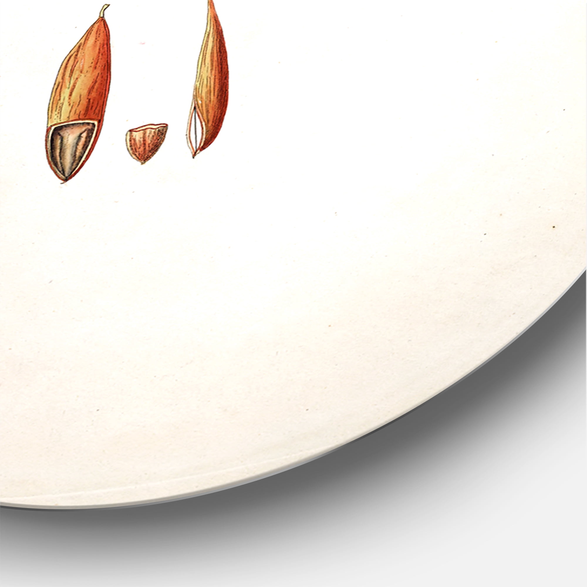 Designart 'Ancient Botanicals XIII' Farmhouse Circle Metal Wall Art 11x11 - Disc of 11