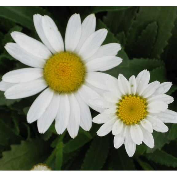 Snowcap Shasta Daisy - 1 Gallon Perennial