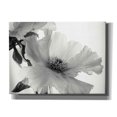 thumbnail image 1 of Epic Graffiti 'Translucent Peony VIBW' by Debra Van Swearingen, Canvas Wall Art, 16"x12", 1 of 1