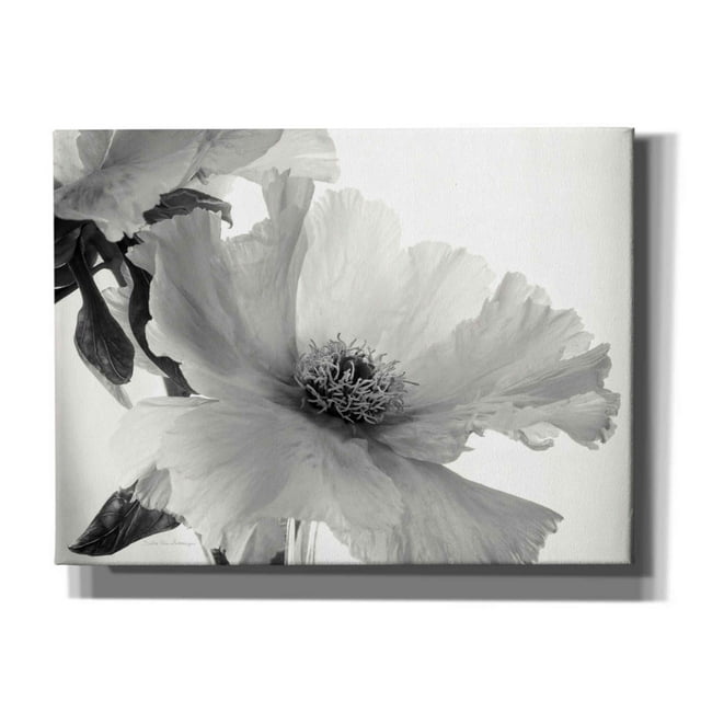 Epic Graffiti 'Translucent Peony VIBW' by Debra Van Swearingen, Canvas Wall Art, 16"x12"