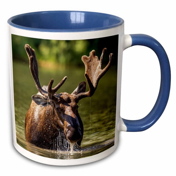 3drose, Bull Moose Feeding in Glacier National Park, Montana, 11oz Two-tone Blue Mug