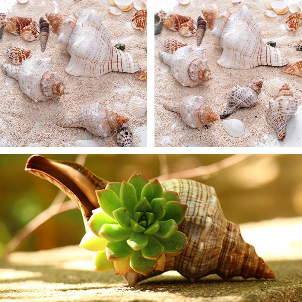 Atlantic Whelk Shell, Large Seashells, Sea Shells for Decorating, Large Conch Shells for Beachy Room Decor, Unique Air Plant Holders, Nautical Decor