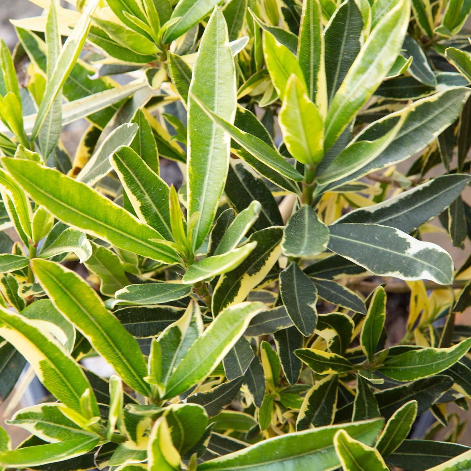 Southern Living Twist of Pink Variegated Oleander Live Shrub in 2-Gallon Grower Pot