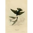 thumbnail image 2 of Vintage Apple Collection 13x18 White Modern Wood Framed Museum Art Print Titled - White Bellied Swallow, 2 of 4
