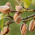 thumbnail image 5 of Terrasoul Superfoods Organic Almond Flour, 3 Lbs (1 Lb 3-Pack) - Fine Texture | Grain-Free | Gluten-Free | Perfect for Keto Baking, 5 of 9