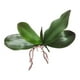 thumbnail image 3 of Hojas Artificiales BLESIY Hoja de Orquídea Artificial, 3 of 7
