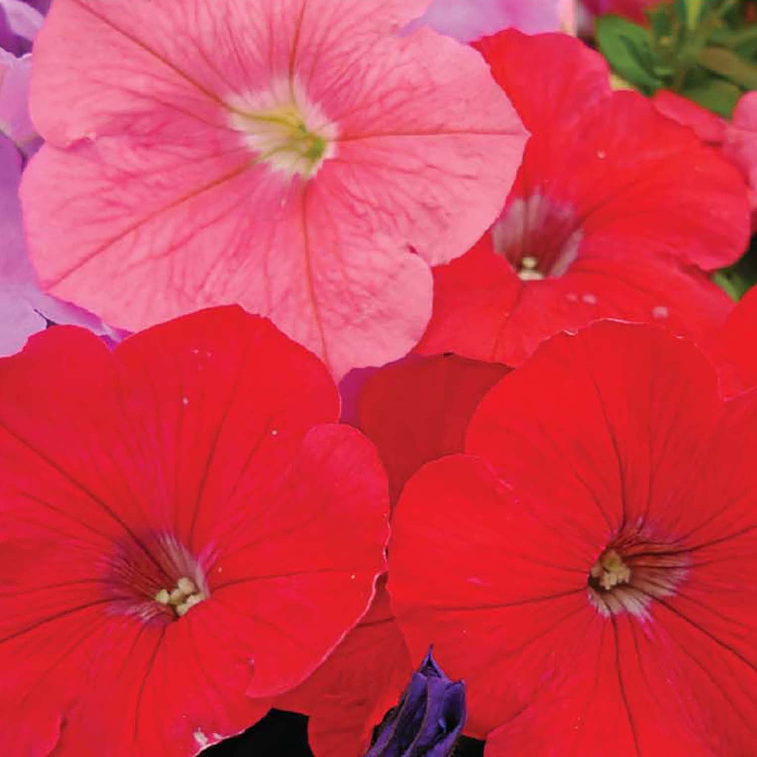 Ferry-Morse 15 PS Petunia Hybrid Mixed Colors PELLETED Annual Flower Seeds, Full Sun