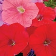 thumbnail image 4 of Ferry-Morse 15 PS Petunia Hybrid Mixed Colors PELLETED Annual Flower Seeds, Full Sun, 4 of 11