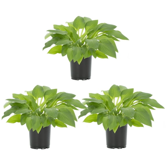 Expert Gardener 2QT Green Hosta Hyacinthina Live Perennial Plant Sun 3-Pack