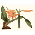 thumbnail image 2 of Curtis 24x19 White Modern Wood Framed Museum Art Print Titled - Antique Amaryllis VII, 2 of 4