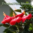 thumbnail image 2 of Tropical Plants of Florida 38" to 44" Braided Pink Hibiscus Tree; Pink Flowers, Full Sunlight, Outdoor Plant, 2 of 5