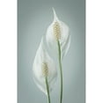 thumbnail image 3 of Mahan, Kathy 17x24 Black Modern Framed Museum Art Print Titled - Peace Lily I, 3 of 5