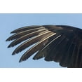 thumbnail image 2 of Kaveney, Wendy 32x23 White Modern Wood Framed Museum Art Print Titled - Florida, Everglades NP Anhinga wing feathers, 2 of 4