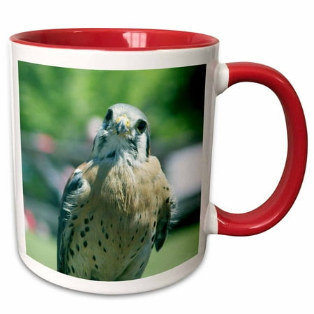 

3dRose Peregrine Falcon - Two Tone Red Mug 11-ounce