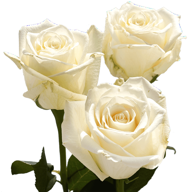 2 x 1 ROSES BUY 25 Stems Get 25 Stems FREE (25 Stems per Bunch)