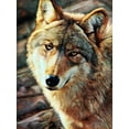 thumbnail image 2 of Aldridge, Ashley 15x18 Black Ornate Wood Framed with Double Matting Museum Art Print Titled - Gray Wolf Glare, 2 of 4