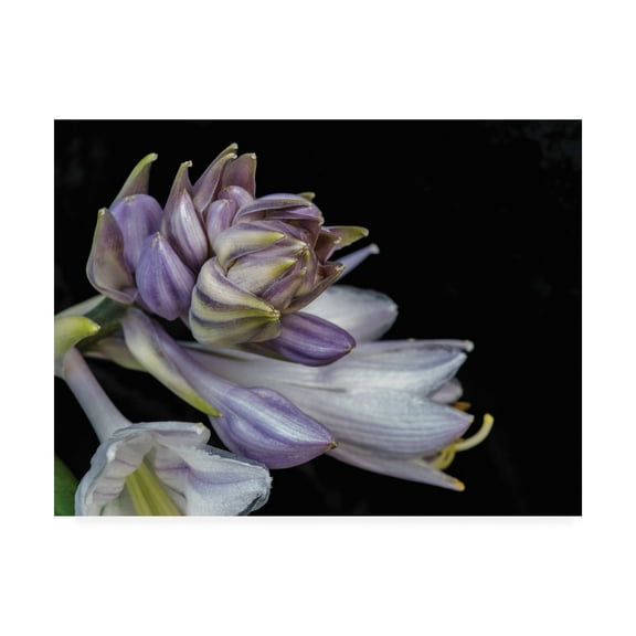 Trademark Fine Art 'Hosta Flower Unfolding' Canvas Art by Kurt Shaffer