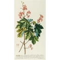 thumbnail image 2 of Georg Dionysius Ehret 15x24 Black Ornate Framed Double Matted Museum Art Print Titled: Acer (1750-1773), 2 of 5