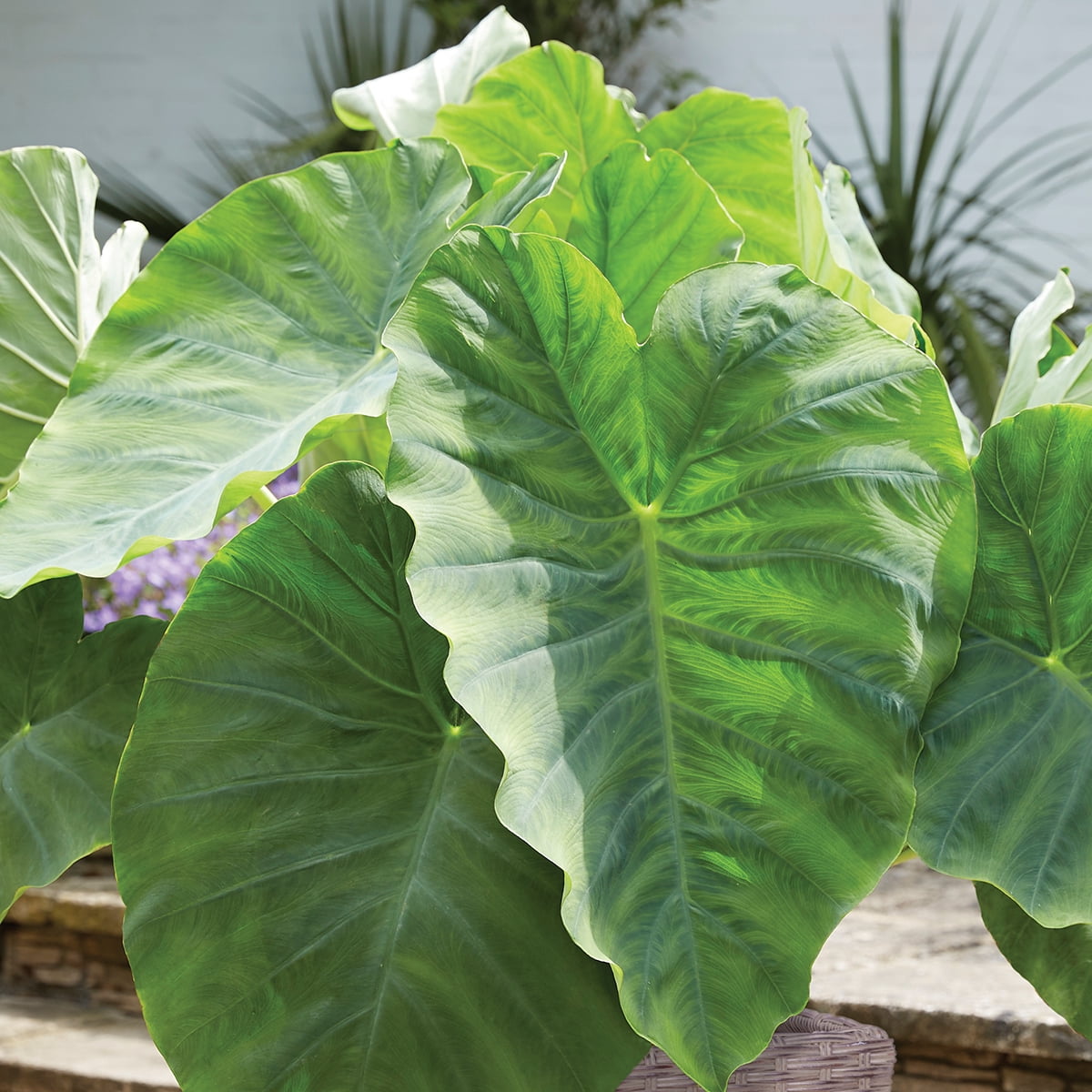 Van Zyverden Elephant Ear Patio Kit with Decorative Rattan Planter, Planting Medium and 1 Bulb Green Partial Sun Flowering 8 lbs