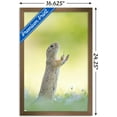 thumbnail image 3 of The Comedy Wildlife Photography Awards: Perdita Petzl - Conducting Wall Poster, 14.725" x 22.375" Framed, 3 of 5
