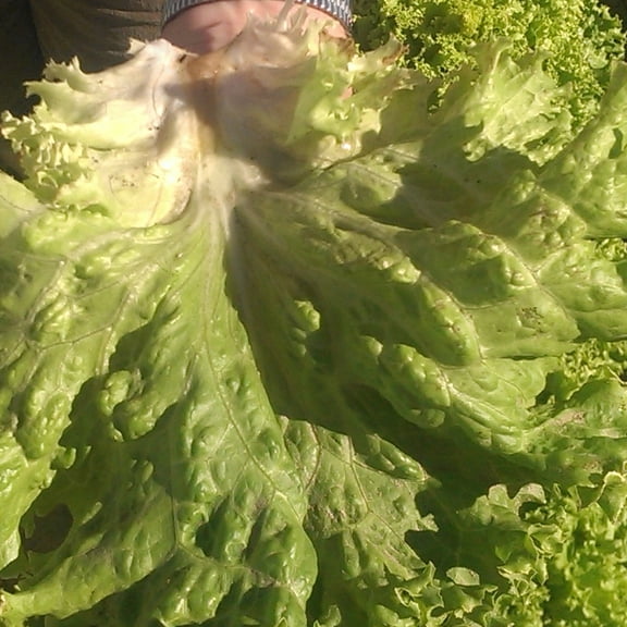 Lettuce Seeds - Crisphead - New York 12 - .25 Oz ~4,000 Seeds - Lactuca sativa - Farm & Garden Vegetable Seeds - Non-GMO, Heirloom, Open Pollinated, Annual