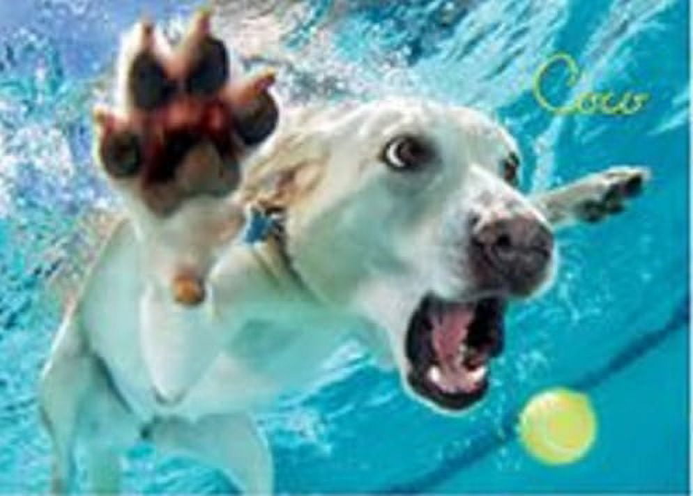 Willow Creek Press Underwater Dogs: Pool Pawty 1000-Piece Puzzle