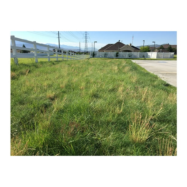 Nature S Seed Low Maintenance Grass Seed Blend 500 Sq Ft Turf Lm 500 F Walmart Com Walmart Com