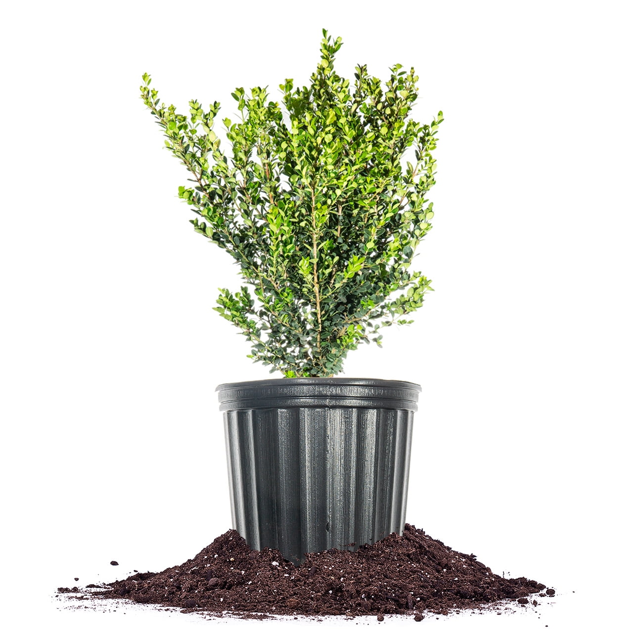 Expert Gardener Japanese Boxwood (2.5 Quart) Low-Maintenance