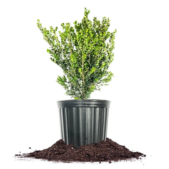 Perfect Plants 1 Gal. Wintergreen Boxwood Shrub - Evergreen - Low Maintenance