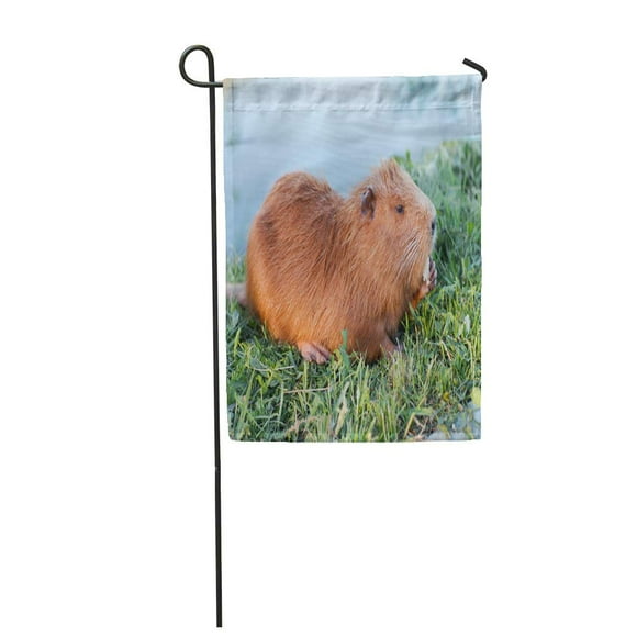 POGLIP Brown Portrait of Charming Sniffing Nutria Sitting in The Garden Flag Decorative Flag House Banner 28x40 inch
