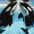 thumbnail image 6 of Orinice Orca Whales Round Table Cover Stain Resistant Washable for Indoor Outdoor Kitchen Dining Wedding Parties 100% Polyester Fiber 31-35, 6 of 8