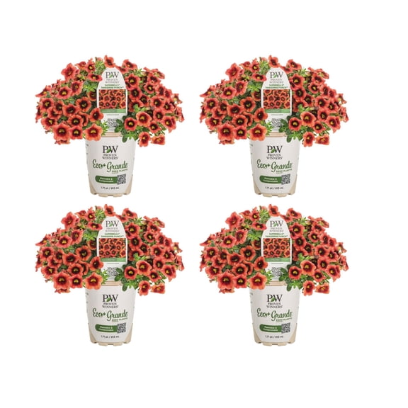 Proven Winners 4" Orange Superbells Tangerine Punch Calibrachoa Live Plant in 4.25" Pot (4 Count)