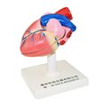 thumbnail image 1 of Modelo de Anatomía Del Del Cuerpo Modelo Educativo de Aprendizaje Estructuras Del Sunnimix patrón de corazón humano, 1 of 8