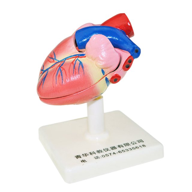 Modelo de Anatomía Del Del Cuerpo Modelo Educativo de Aprendizaje Estructuras Del Sunnimix patrón de corazón humano