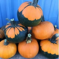 10 Batwing Pumpkin Seeds for Planting - Pumpkins Appear to Have a Black Cape