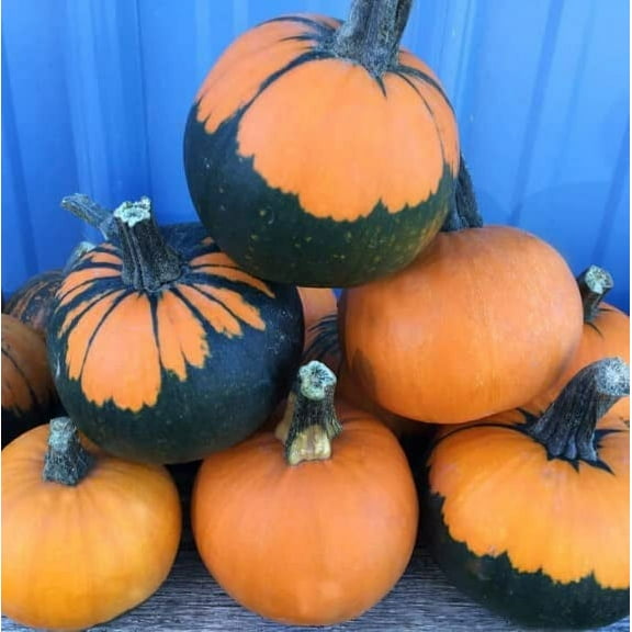 10 Batwing Pumpkin Seeds for Planting - Pumpkins Appear to Have a Black Cape