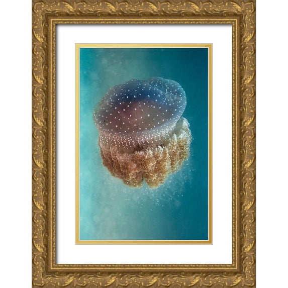 Halevy, Yaron 13x18 Gold Ornate Wood Framed with Double Matting Museum Art Print Titled - Jellyfish - Phylorhiza punctata