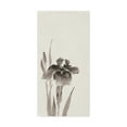 thumbnail image 1 of Trademark Fine Art 'Japanese Iris III' Canvas Art by Chris Paschke, 1 of 3