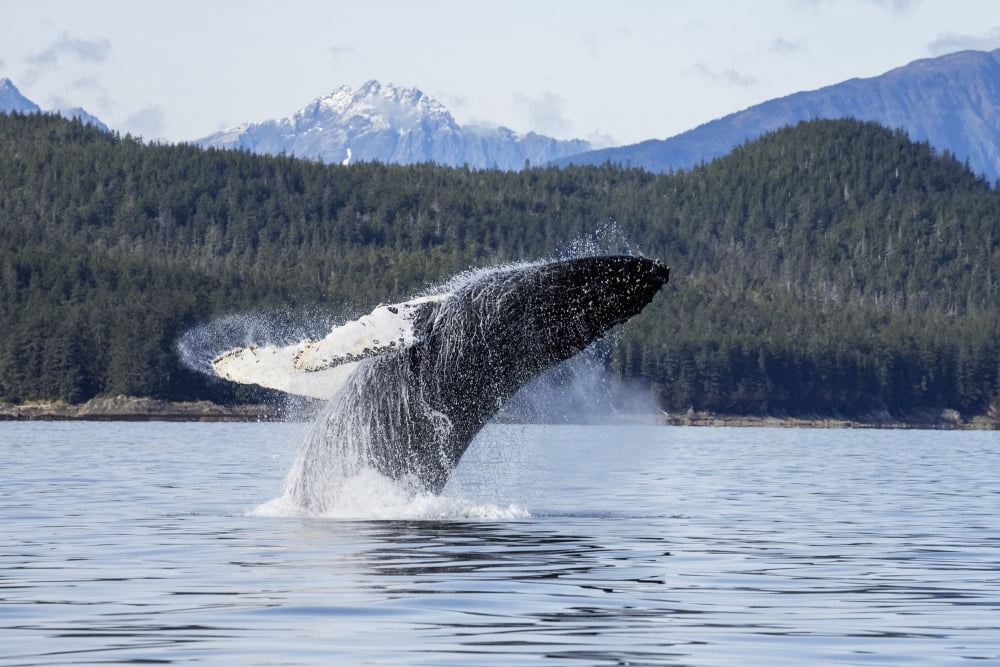 A Humpback Whale Breaches As It Leaps From The Calm Waters Of Stephens Passage Near Tracy Arm In Alaskas Inside Passage Admiralty Islands Forested Shoreline Beyond Tongass Forest Canvas Art - John Hyd