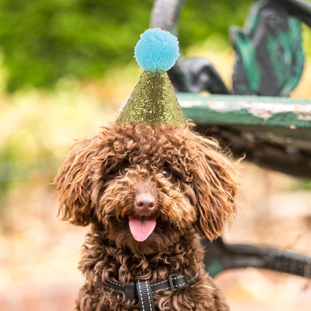 unbranded 4Ud Sombreros Para Perro De Cumpleaños De Tela Colorida Para Y