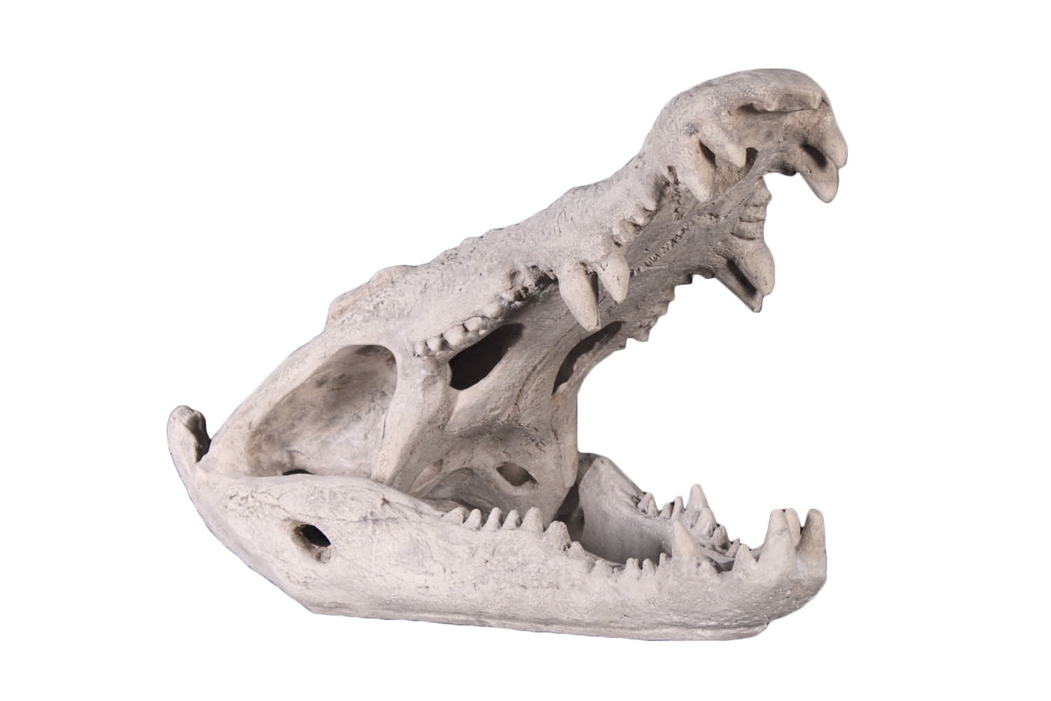 Сравните череп ящерицы и череп собаки. Гребнистый крокодил скелет. Череп гребнистого крокодила. Челюсти крокодила анатомия. Череп крокодила сбоку.