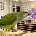 thumbnail image 4 of TIELUTT Interactive Parrot Stress Relieving A Bird For Intellectual Stimulation and Pool Dog for Large Dogs Dog Rope for Large Dogs Natural Dog for Old Dogs Dog Interactive for Boom Dog Christmas Old, 4 of 5