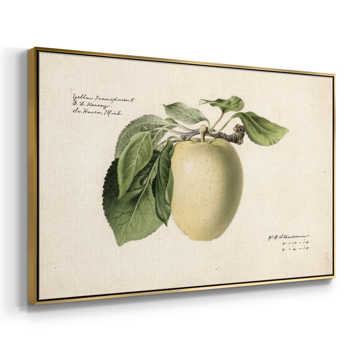 Vintage Botanical Print-XLV By Wexford Home Framed in Gold Wood Gallery Wrapped Canvas 17 in. x 25 in.