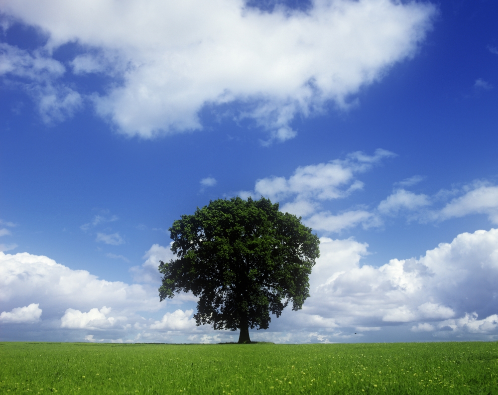 Oak Tree On A Landscape County Meath Republic Of Ireland PosterPrint