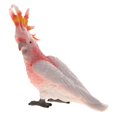thumbnail image 2 of s de animales salvajes/naturales con gran detalle, modelo de pájaro, juguete educativo novedoso para niños Zulema Modelo animal realista, 2 of 7